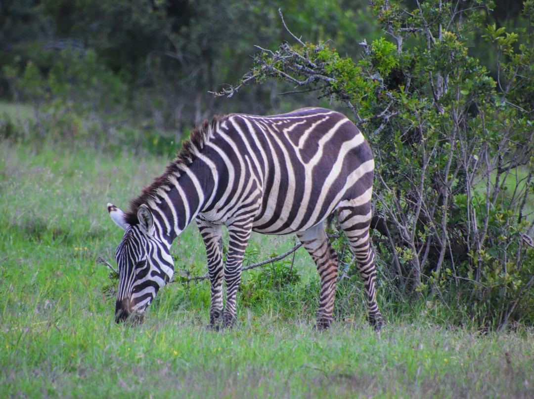 Syvet Safaris-内罗毕必去景点