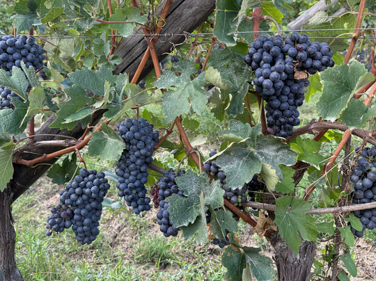 Open Piedmont Tours - Food | Fun | Wine Tours-巴尔巴雷斯科必去景点