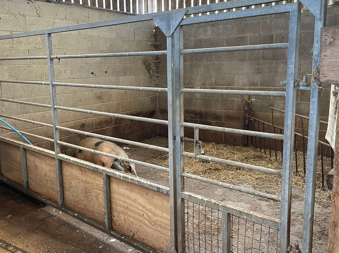 Roves Farm-斯温顿必去景点