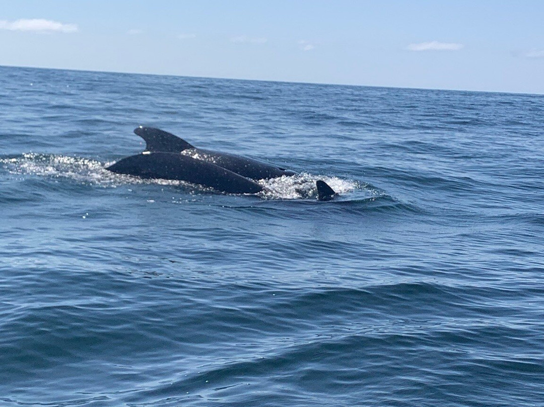 Capt. Mark's Whale and Seal Cruise-Pleasant Bay必去景点