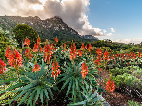 Kirstenbosch Gardens to Constantia Wine Valley Walk