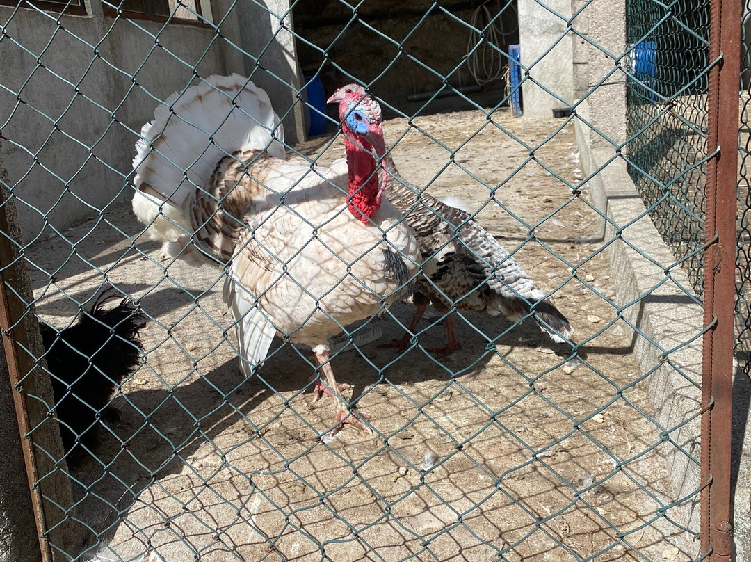 Quinta Pedagógica Quinta das Manas-吉马良斯必去景点