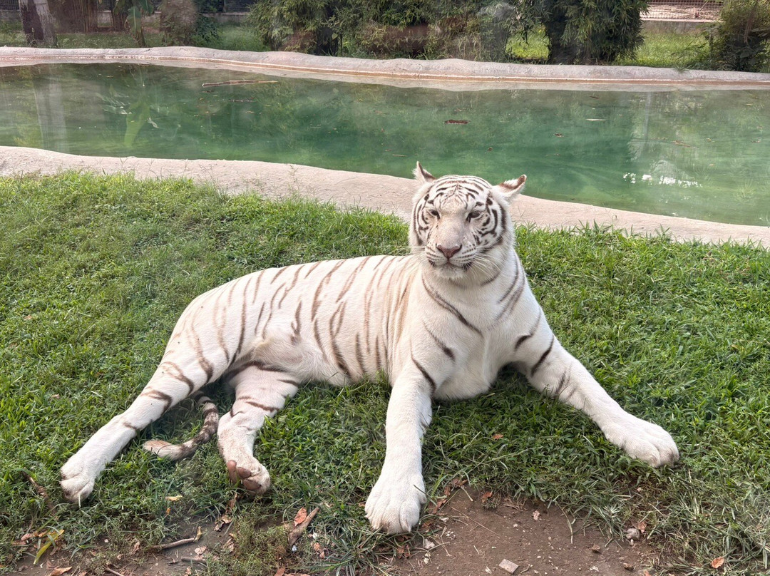 Lo Zoo di Napoli-那不勒斯必去景点