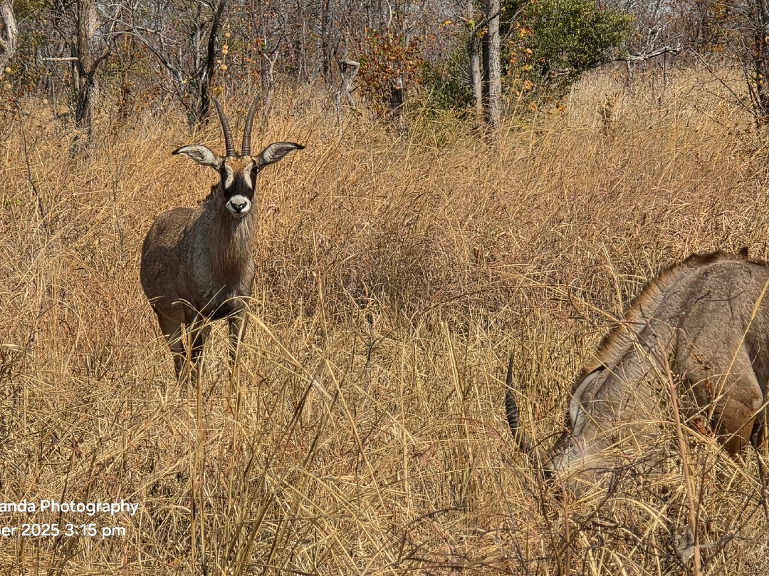 Hwange National Park-万基国家公园必去景点
