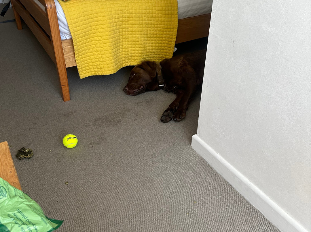 Portreath Arms主图