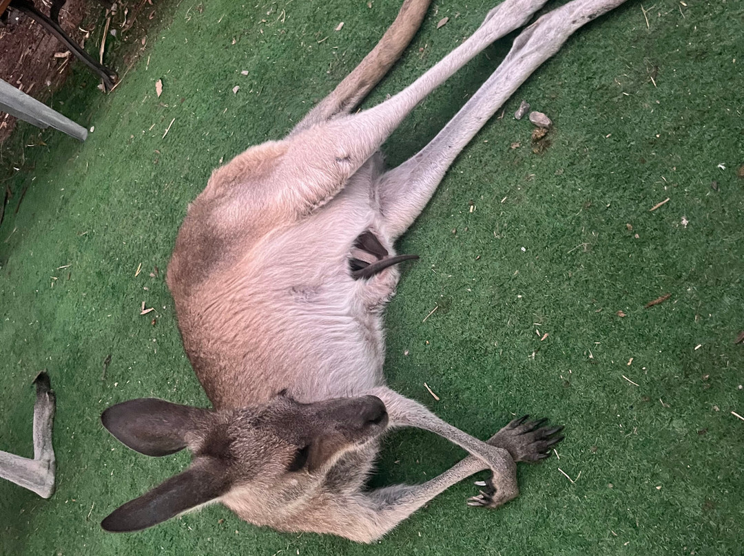 Horizons Kangaroo Sanctuary & Camp Ground-Agnes Water必去景点
