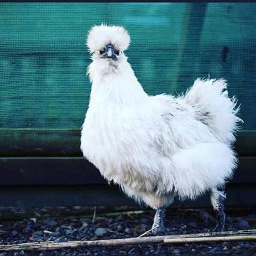 Puffin Croft Petting Farm & Farm Shop-John O'Groats必去景点