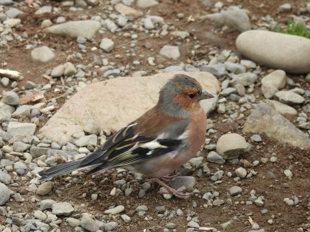 Mull Wildlife Breaks-Salen必去景点