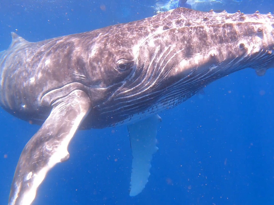 Whale Discoveries-Ha'apai Islands必去景点