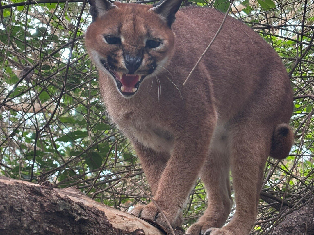 Zululand Cat Conservation Project-Hluhluwe Game Reserve必去景点