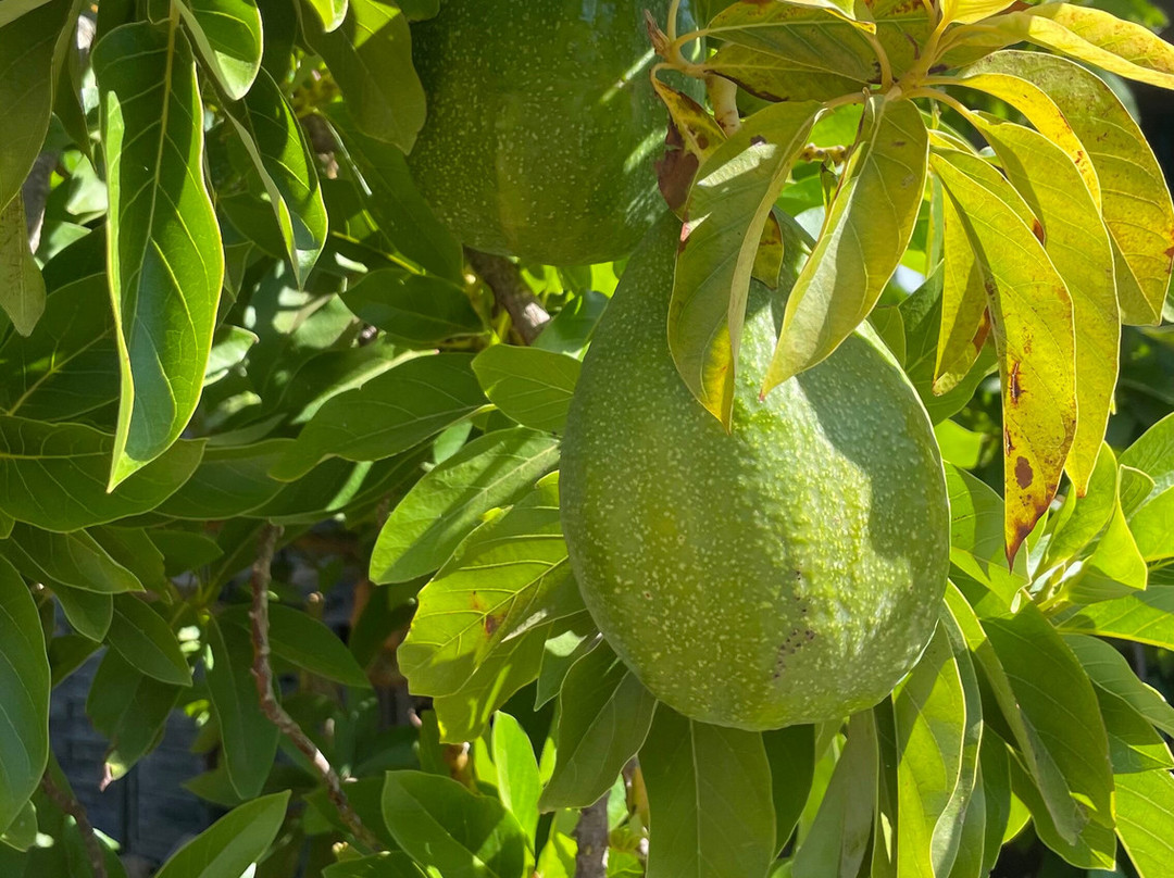 Emotions Tours - Buggy and Jeep Safaris-Silves必去景点