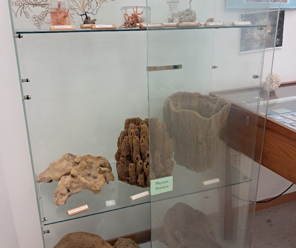 Museo del Mare-皮翁比诺必去景点