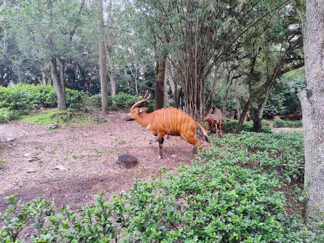 Kilimanjaro Safaris-奥兰多必去景点