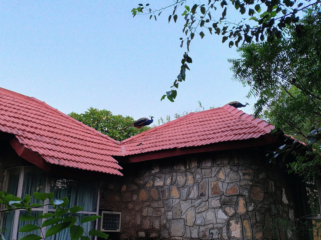 Sariska Tiger Heaven主图