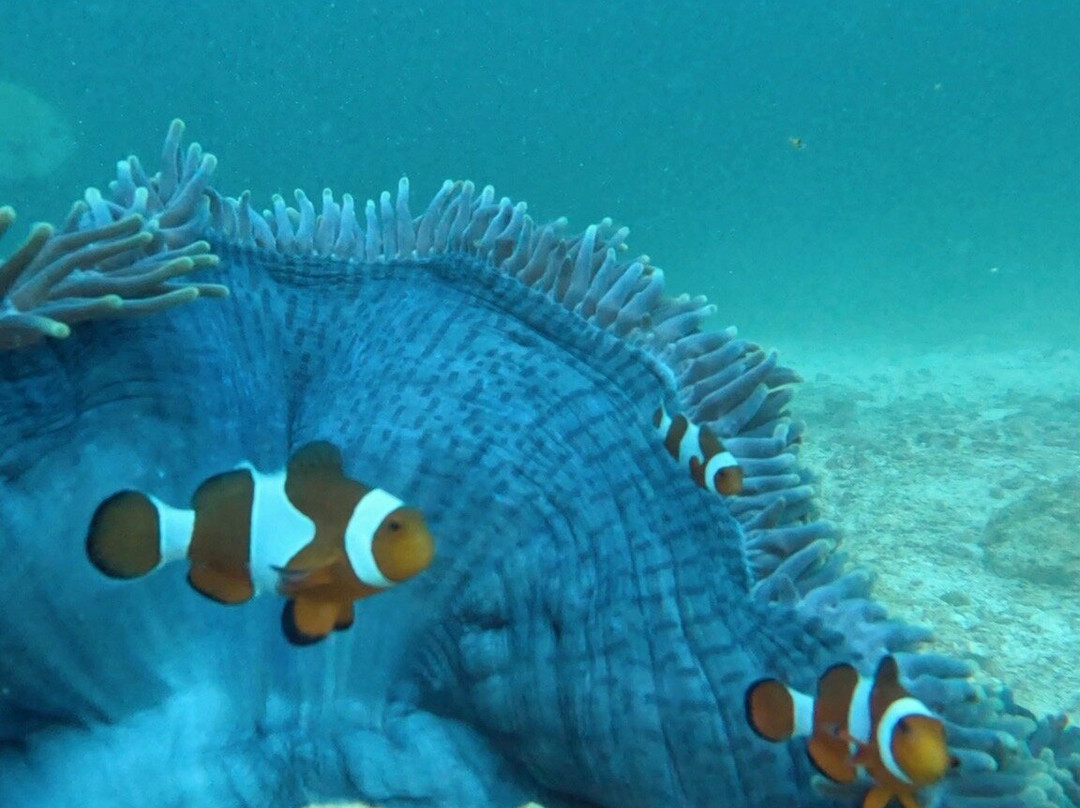 Adelaar Liveaboard-Serangan必去景点