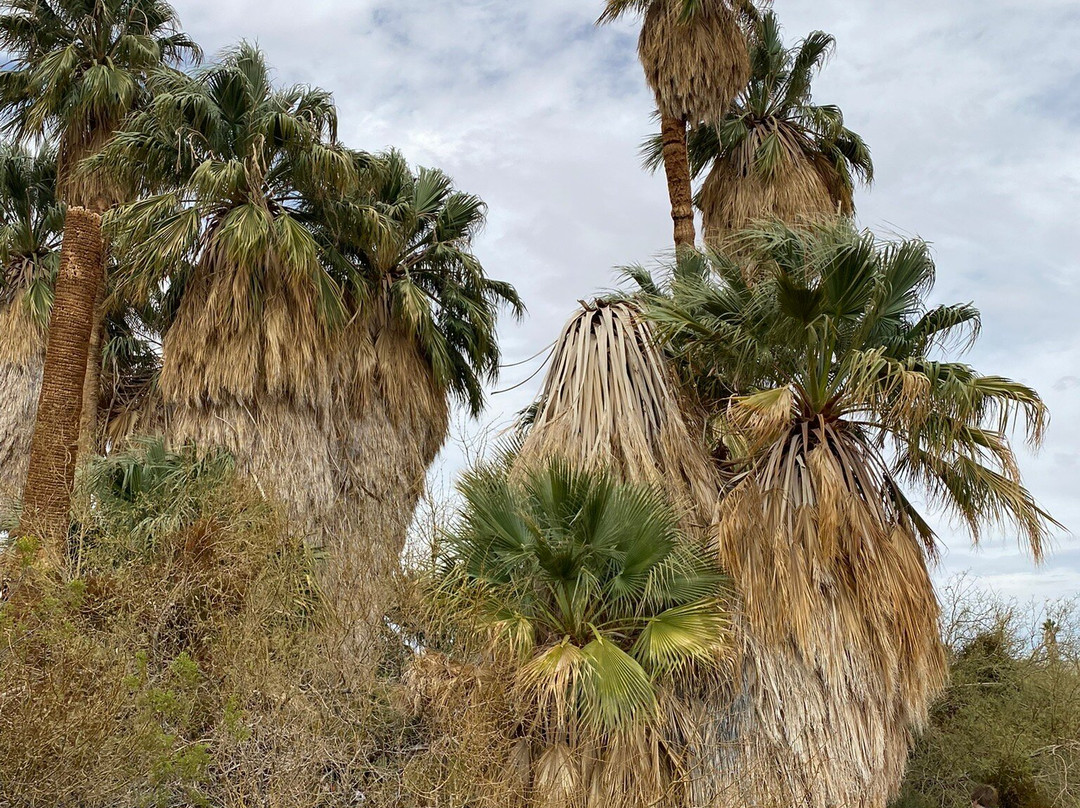 Twentynine Palms Oasis (Oasis of Mara)-约书亚树国家公园必去景点