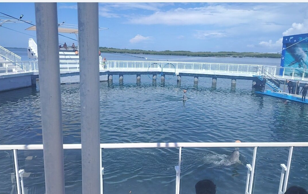 Delfinario en Cayo Santa Maria-圣玛丽亚岛必去景点