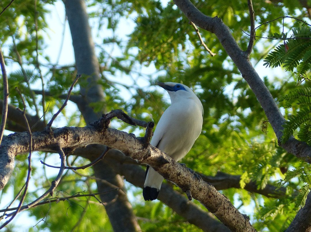 西巴厘岛国家公园-巴厘岛必去景点