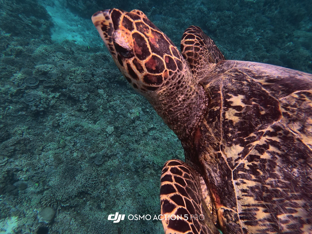 Bali Gili Ferries-吉利特拉万安必去景点