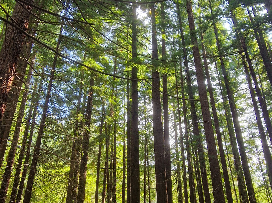 Natural Monument of the Sequoias of Monte Cabezón-Cabezon de la Sal必去景点