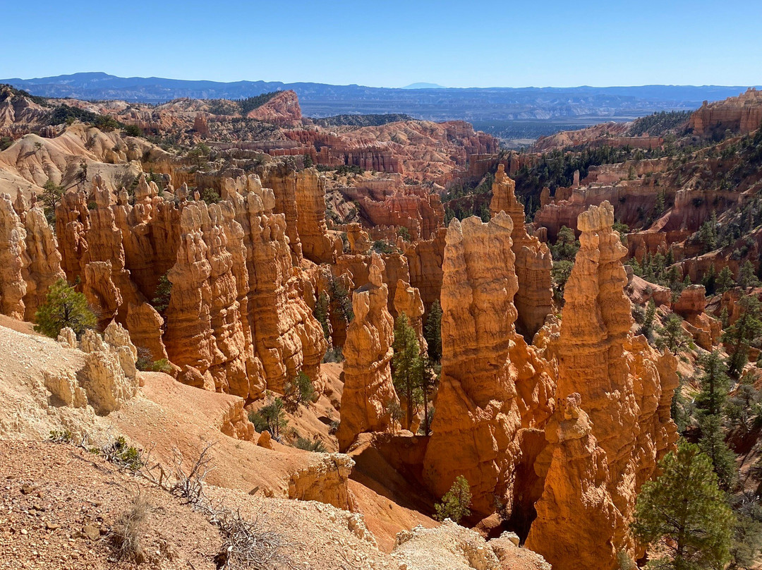 紫鼠尾草汽车旅馆主图