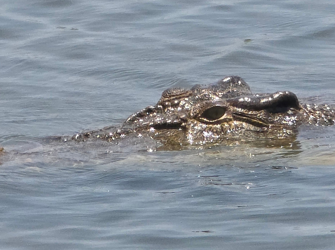 Adelaide River Tours-达尔文市必去景点