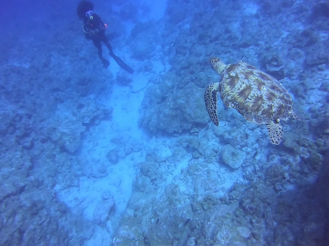 Dive Spirit Mauritius-卓欧毕雪必去景点