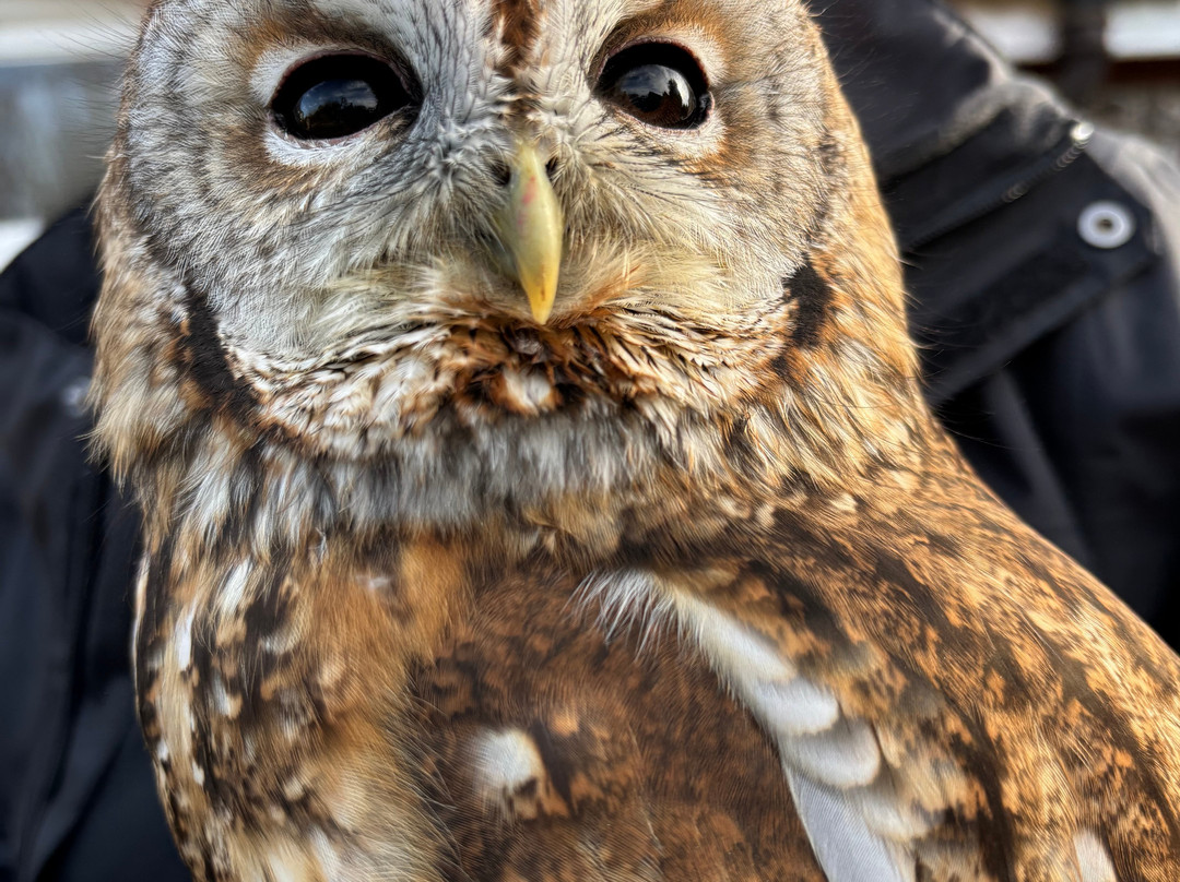 West Sussex Falconry-Compton必去景点