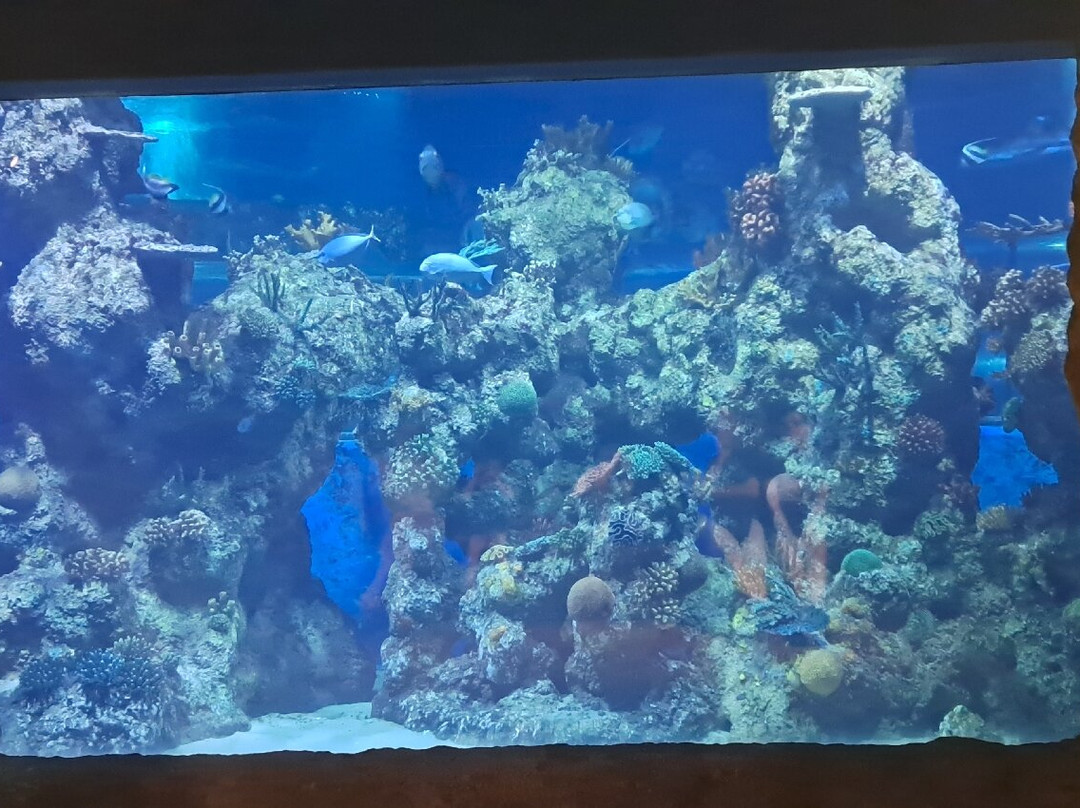 Malta National Aquarium-卡拉必去景点