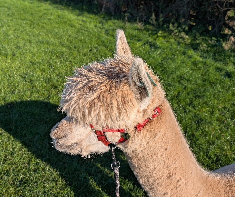 Charnwood Forest Alpacas-Boundary必去景点
