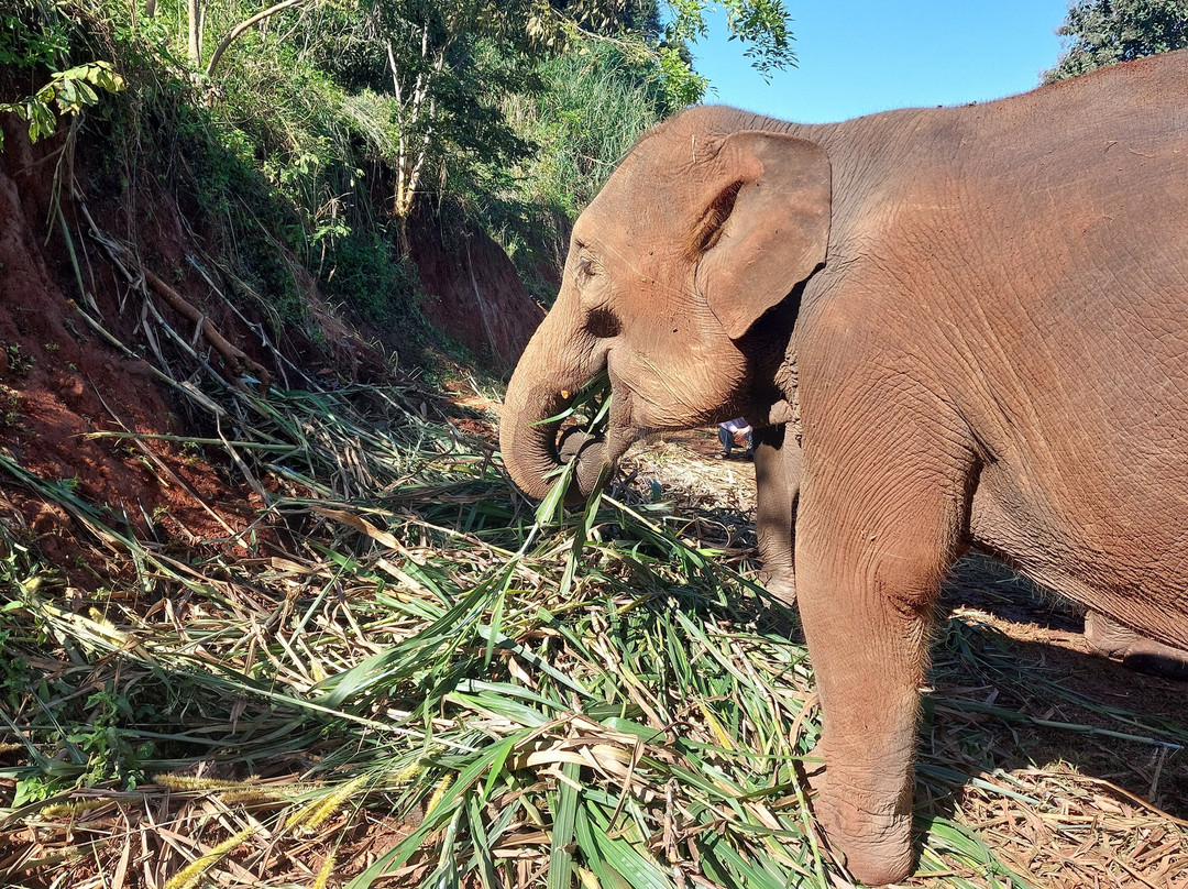 Elephant Sanctuary Care Park-清迈必去景点