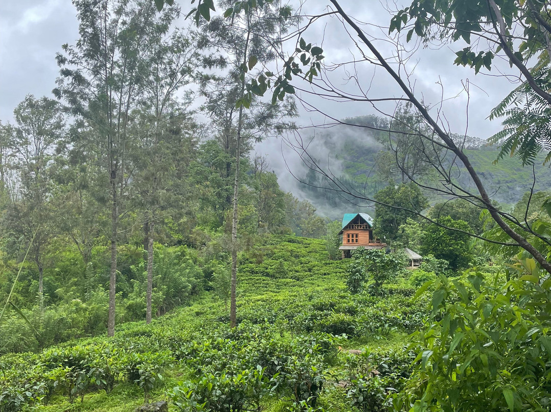 Organic Tea Queen - Ella-埃勒必去景点