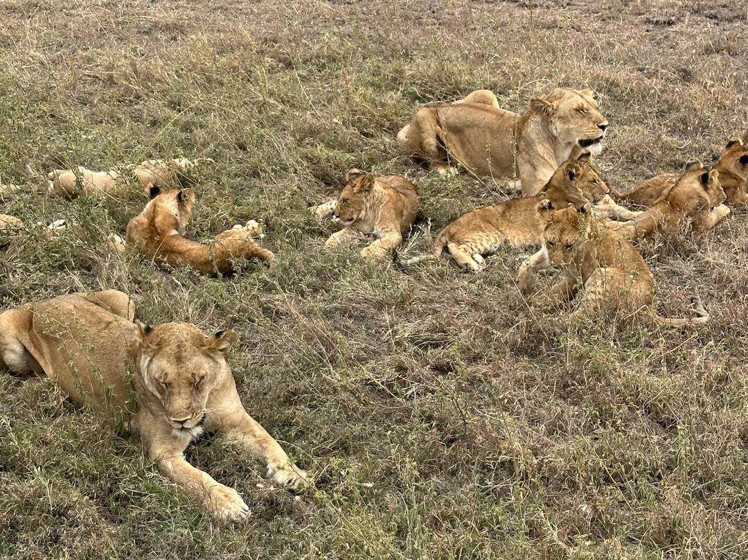 歌珊地非洲游猎之旅-阿鲁沙必去景点