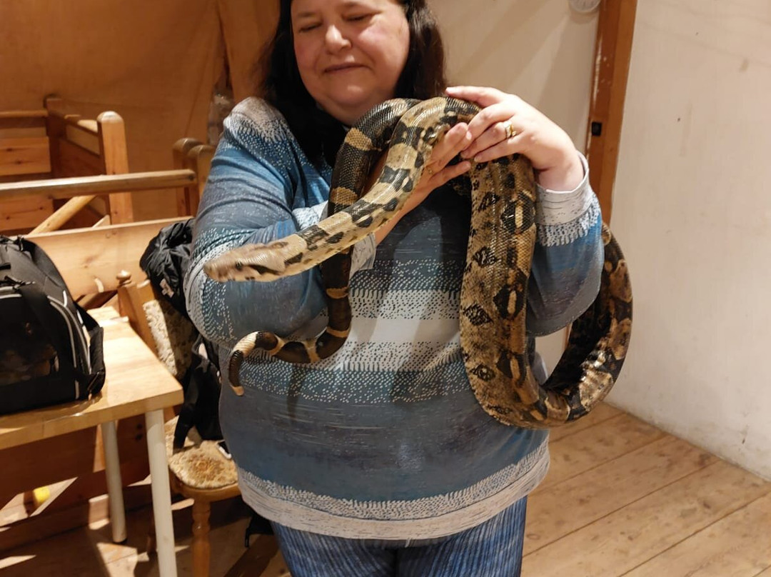 Kent Owl Academy-梅德斯通必去景点