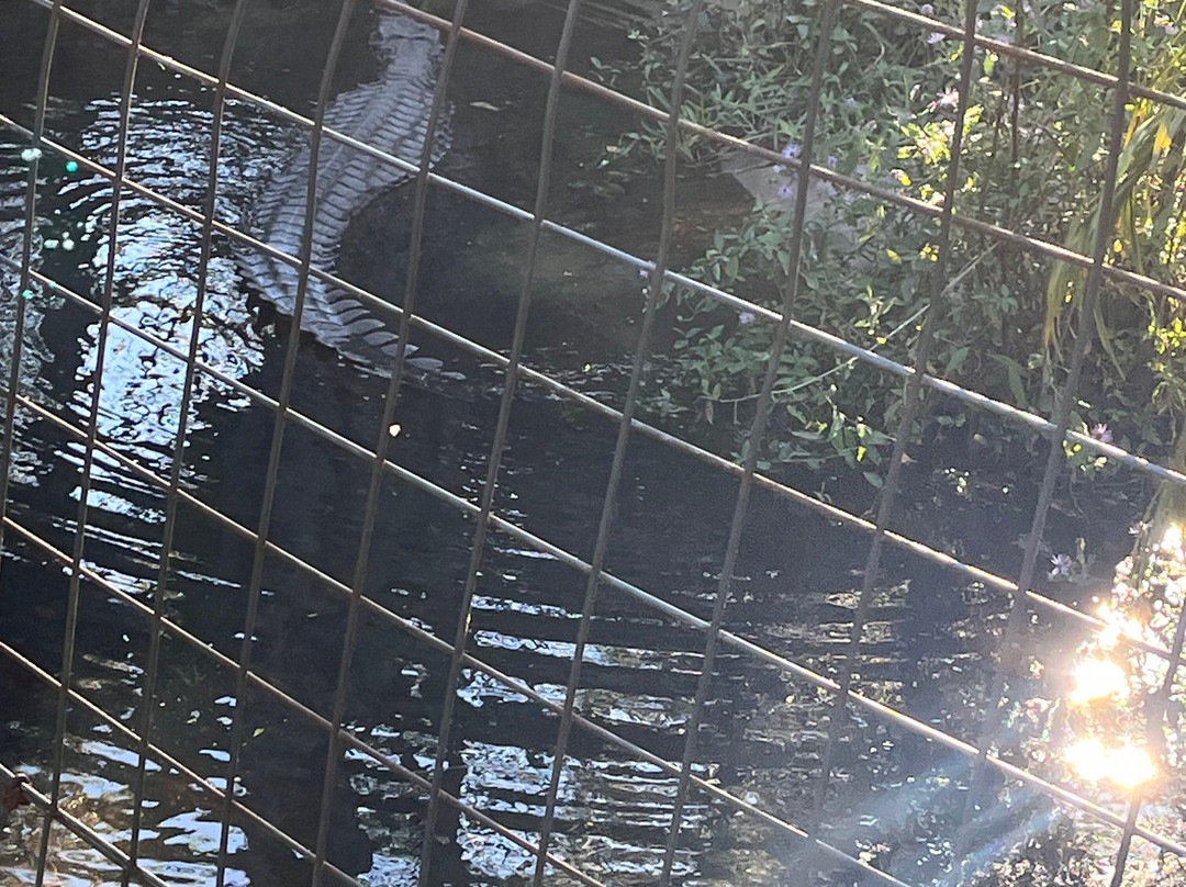 Croc Encounters-坦帕必去景点