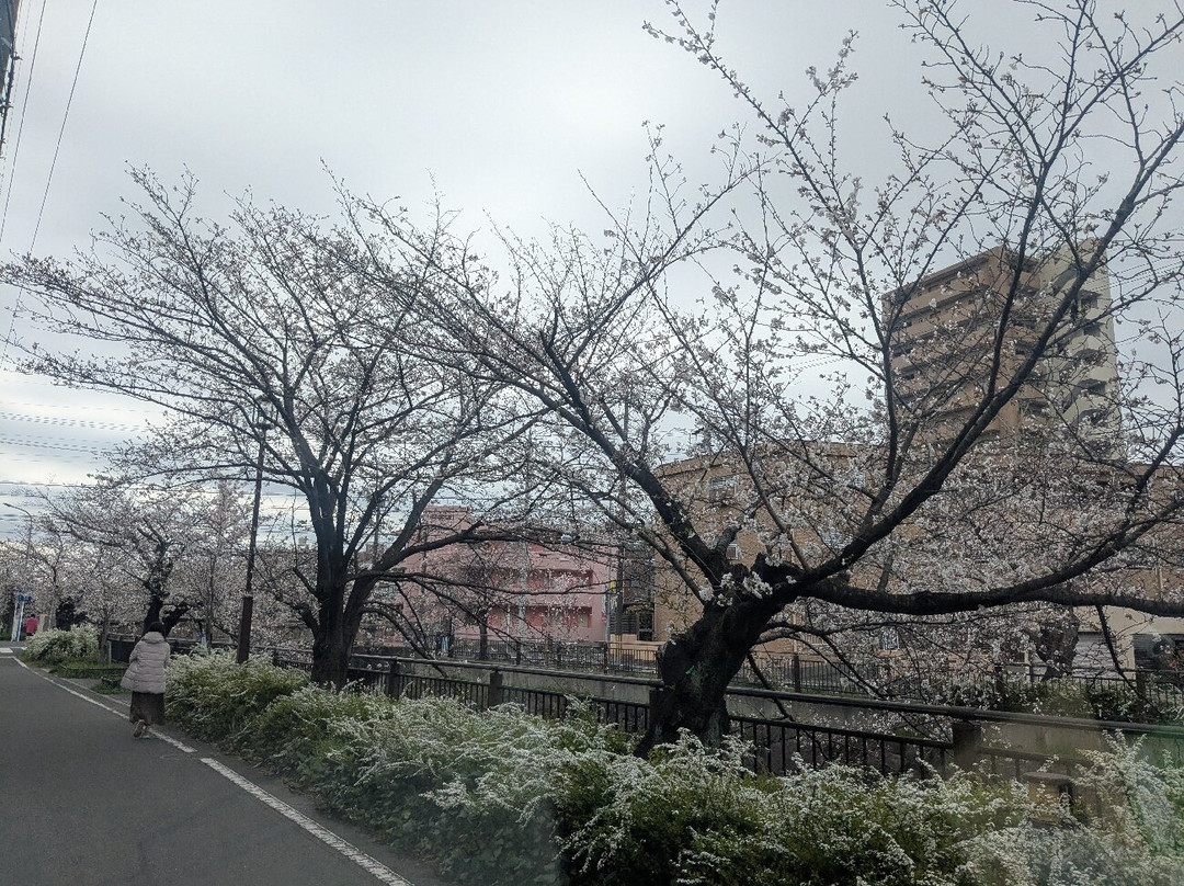 山崎川四季之道-名古屋市必去景点