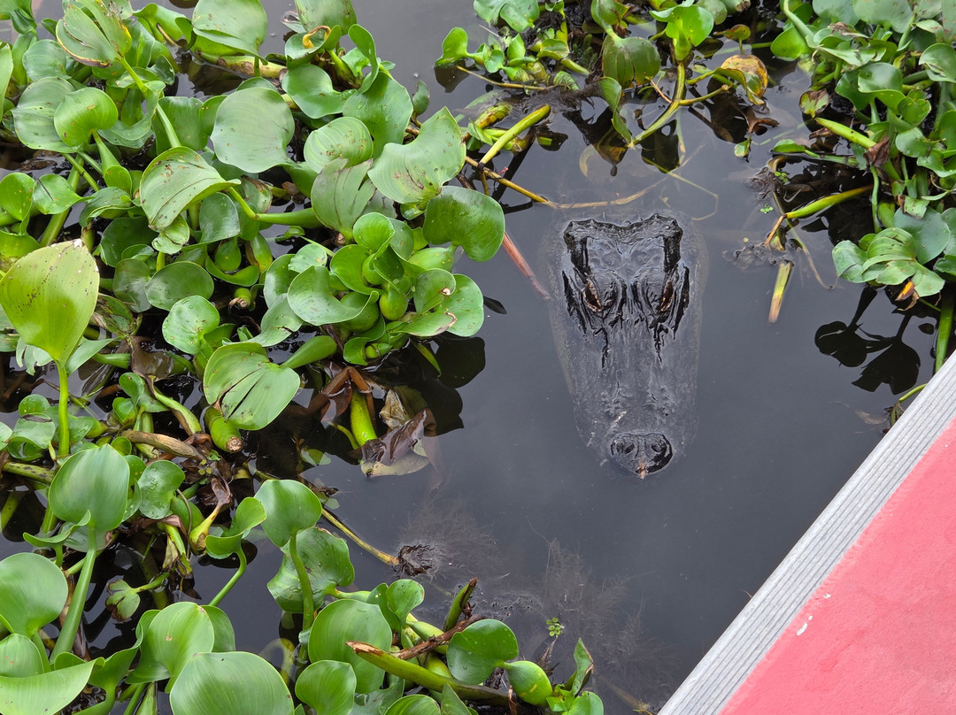 New Orleans Airboat Tours-Marrero必去景点