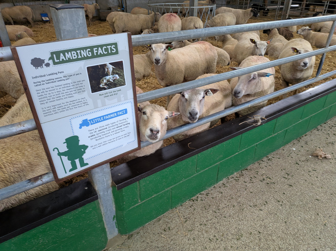 Bocketts Farm Park-莱瑟黑德必去景点