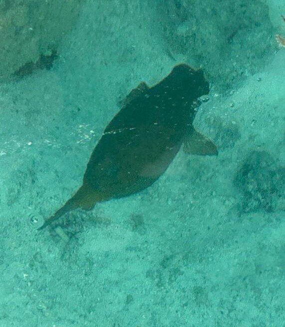 Euro-Divers Meeru-蜜月岛必去景点