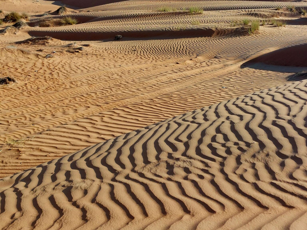 Desert Camels Adventure Tours-尼日瓦必去景点