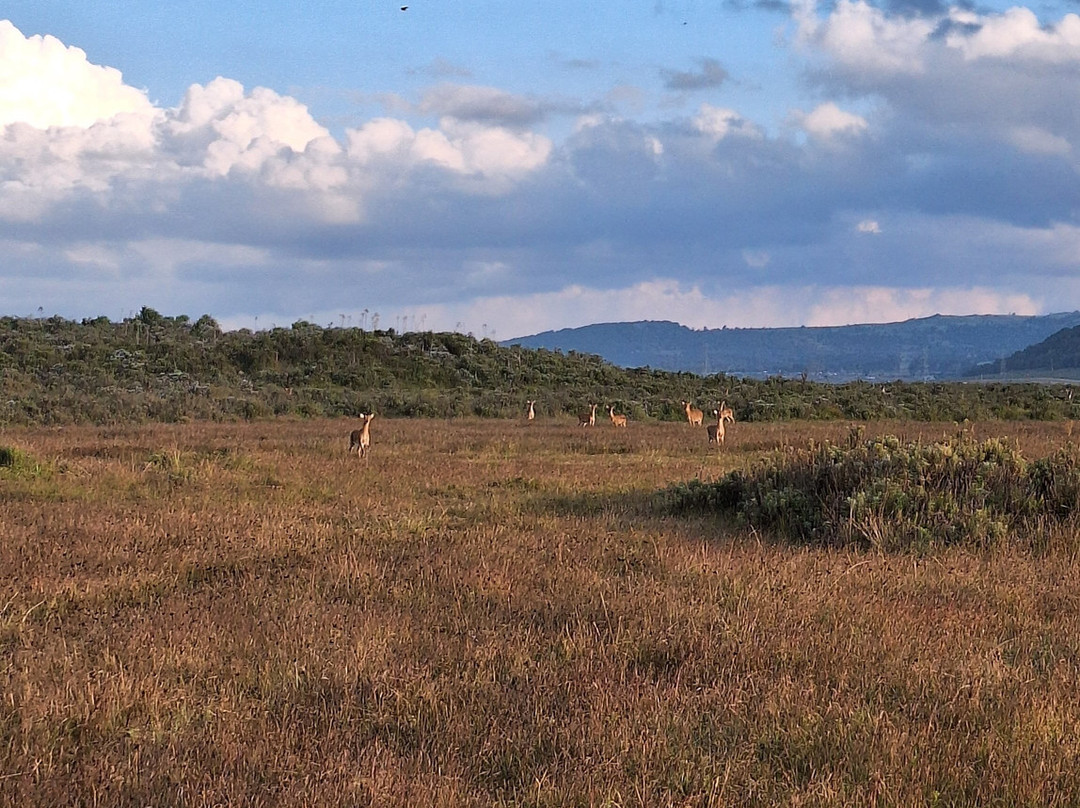 Bale Mountains Outstanding Tours-亚的斯亚贝巴必去景点