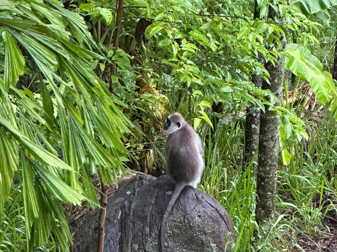 Moon Lanka Tours-希克杜沃必去景点