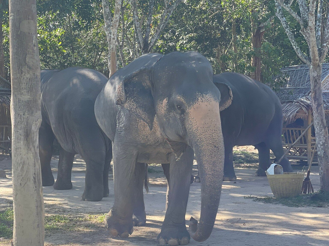 普吉丛林大象保护区-芭东海滩必去景点