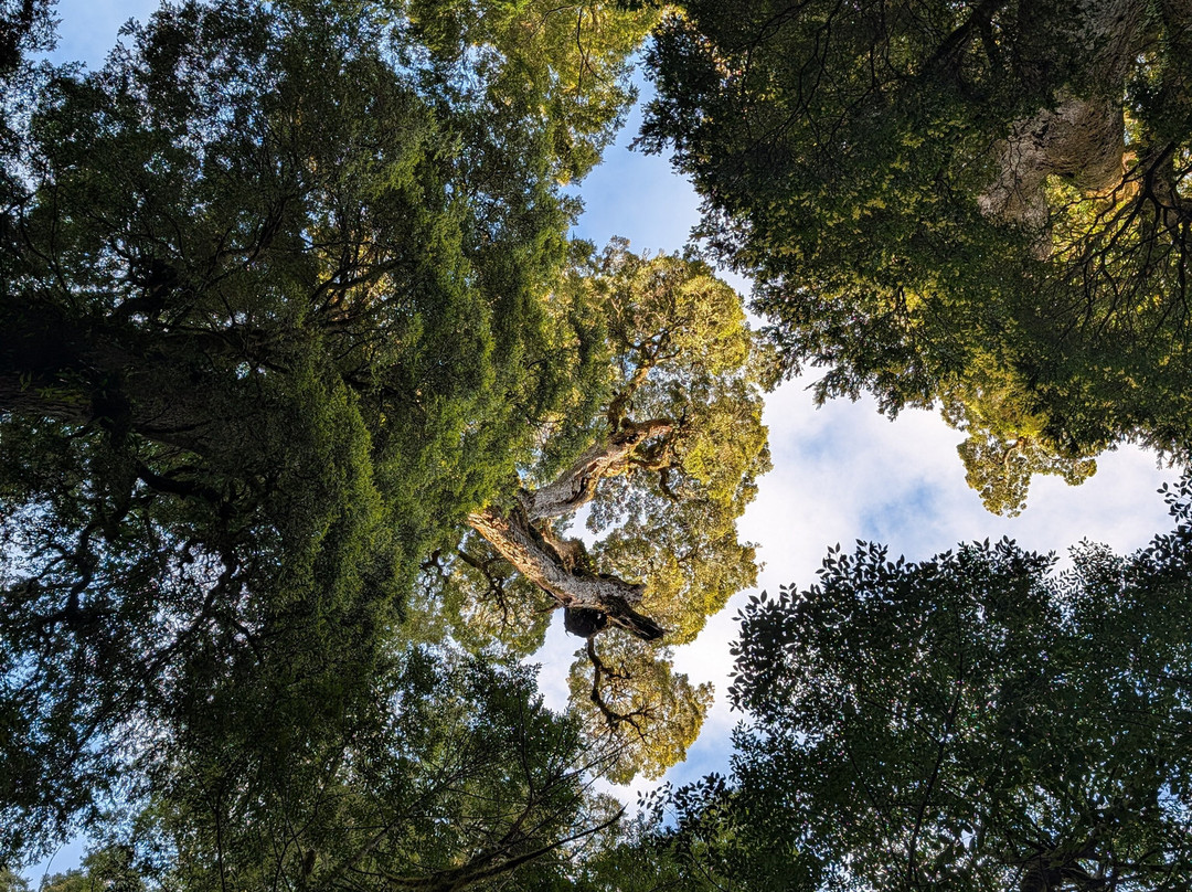 Tarkine Trails-Tullah必去景点