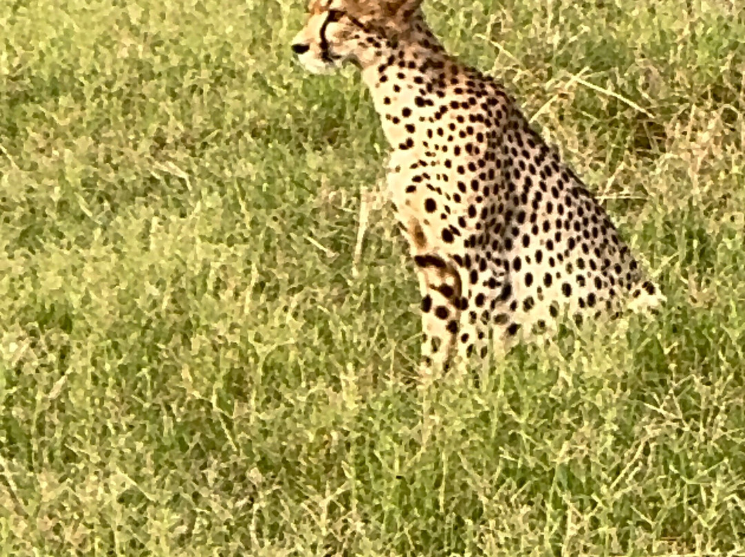 Garibaldi Safari Kenya-瓦塔木必去景点