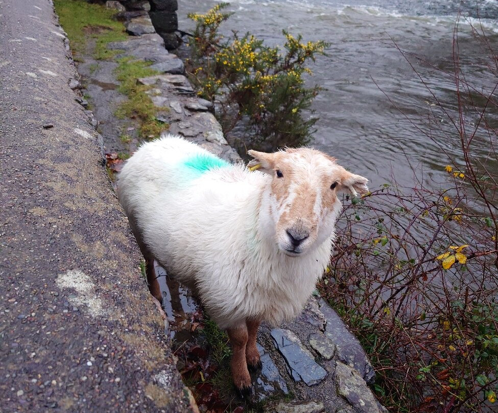 Gelert's Grave-Beddgelert必去景点