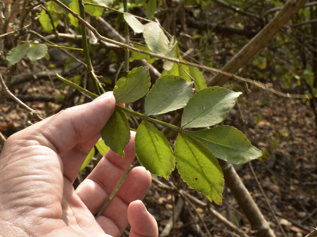 Bosque Protector Cerro Blanco-瓜亚基尔必去景点
