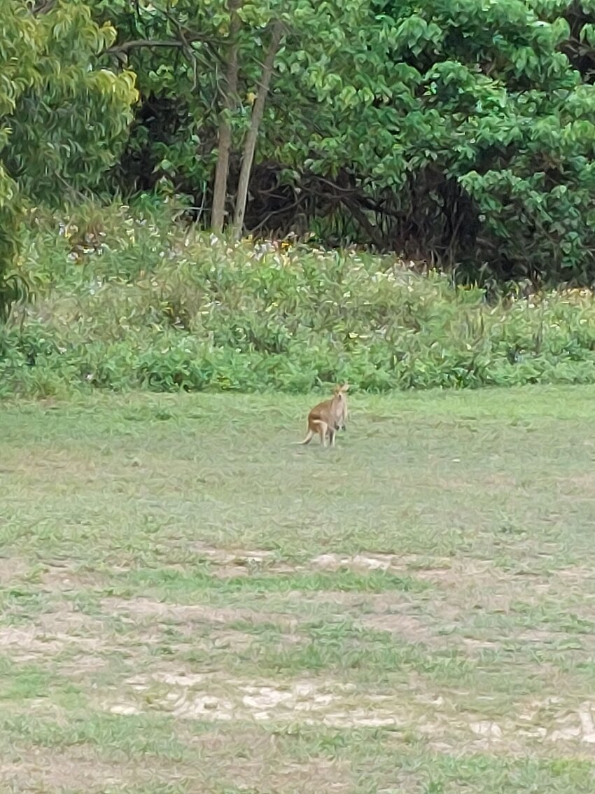Nightelier Mission Beach-官方