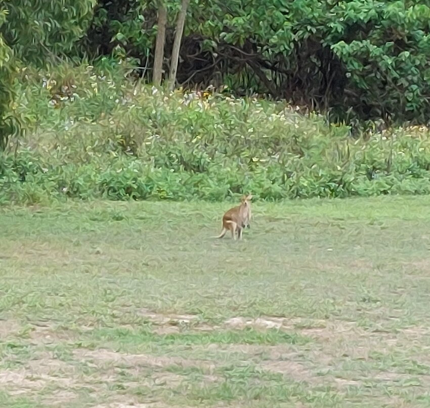 Nightelier Mission Beach主图