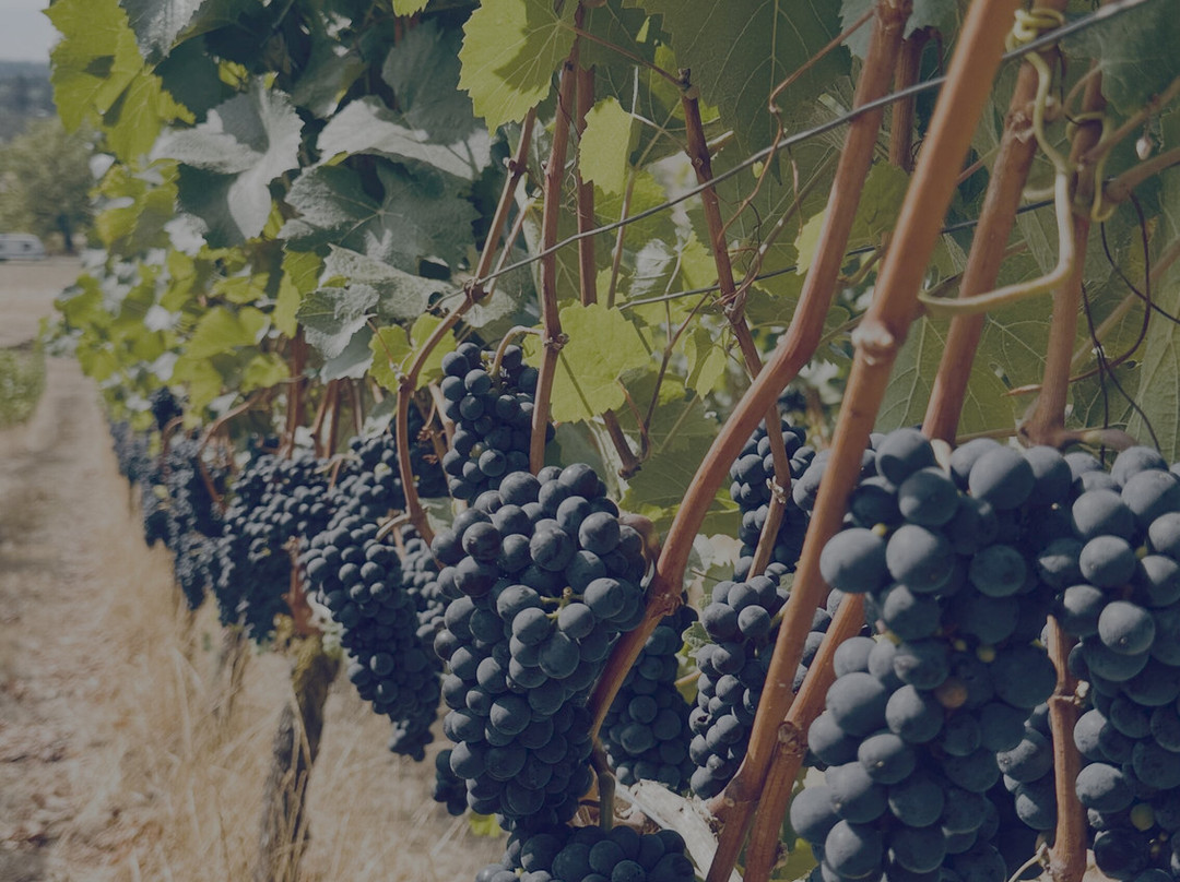 Natalies Estate Winery-纽伯格必去景点